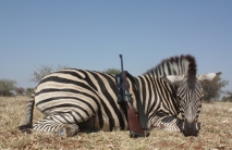 poľovačka v namíbii