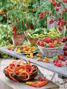 pestovanie-papriky