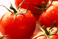 Hnojivo na paradajky