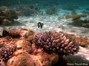Maledivy a podmorský svet